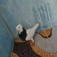 کبوتر گمشده