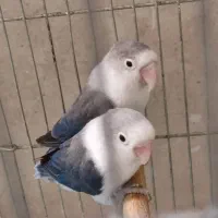 طوطی برزیلی یووینگ