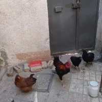فروش‌خروس