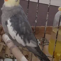 عروس هلندی نر مست
