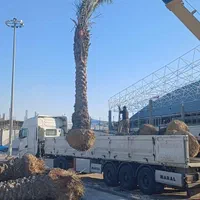 فصل کاشت ودرخواست نخل خرما و انتخاب از نخلستان