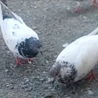پرنده جفت کفتر کله ای|پرنده|کهنوج, |دیوار
