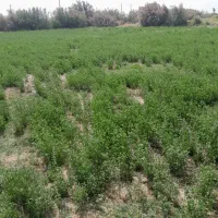 زمین کشاورزی روستای پیری بنیاد|فروش دفتر صنعتی، کشاورزی، تجاری|زابل, |دیوار