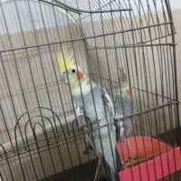 جفت عروس کار داده