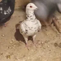 کبوتر هفت رنگ ماده