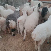 باسلام فروش چهار راس میش