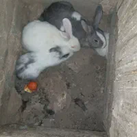 خرگوش|موش و خرگوش|بیرجند, |دیوار