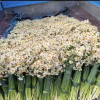 پخش گل نرگس شیراز|گل و گیاه طبیعی|یزد, |دیوار