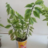 گلهای پدیلانتوس|گل و گیاه طبیعی|کرمانشاه, |دیوار