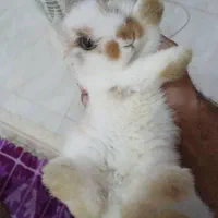 فروش یک عدد خرگوش لپ ماده