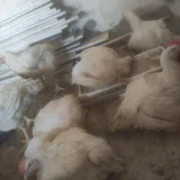 فروش مرغ زنده قیمت مناسب به مناسبت اربعین