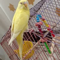 چشم قرمز مرغ عشق|پرنده|بندر امام خمینی, |دیوار