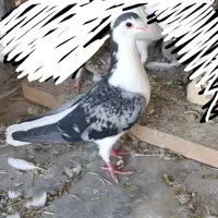 کبوتر ماده درشت و درجه یک|پرنده|اصفهان, شهرستان|دیوار