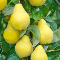 پیش فروش نهال به کوزه ای|خدمات باغبانی و درختکاری|ارطه, |دیوار