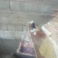 جوجه‌ کفترفروشی‌ هشتبندی