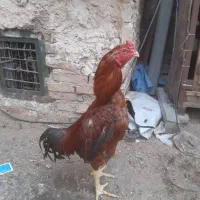 خروس لاری افغان|حیوانات مزرعه|پاکدشت, پاکدشت (مامازند)|دیوار