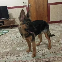 ژرمن ۵ ماهه ماده|سگ|بیستون, |دیوار