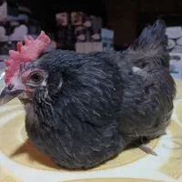 مرغ گلین جوجه برهما  کوشین جوجه مرندی وجوجه رسمی