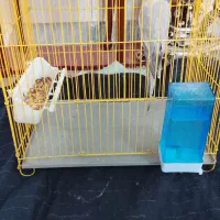 عروس هلندی شیطون