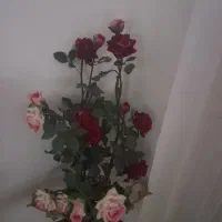 چهار شاخه گل رز