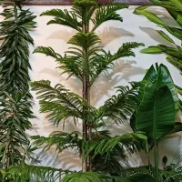 کامپکت. نیکولای.اریکا.کاج مطبق.فیکوس|گل و گیاه طبیعی|تهران, شهرک شهید باقری|دیوار