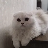 توله گربه اسکاتیش و بریتیش