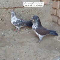کبوتر پرش سنکین