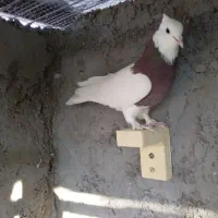 طوقی