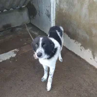 سگ نگهبان نژاد پوینتر