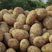 نیازمند نیروی جمع آوری سیب زمینی از زمین