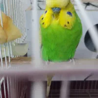 مرغ عشق انگلیسی|پرنده|ری, دولت‌آباد|دیوار