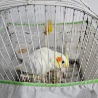 طوطی عروس فول رام