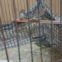 فنچ مولد دونه ای ۱۰۰