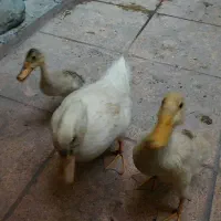 جوجه اردک