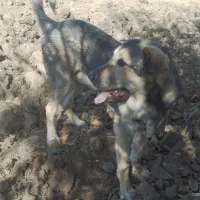 واگذاری سگ|سگ|شازند, |دیوار