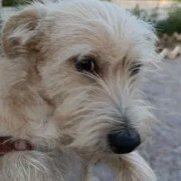 شیتزو|سگ|خلجستان, |دیوار