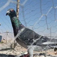 سه تا نر|پرنده|فیروزه, |دیوار