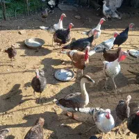 بوقلمون های نر و ماده|حیوانات مزرعه|سنگر, |دیوار