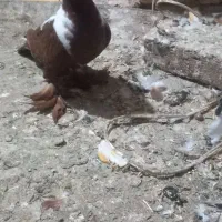 جوجه ککیلی ومادرش