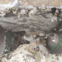 پلاکی جفت|پرنده|اهواز, نادری|دیوار
