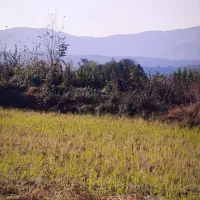 ۵۰۰متر داخل بافت دور دیوار|فروش زمین و ملک کلنگی|احمدسرگوراب, |دیوار