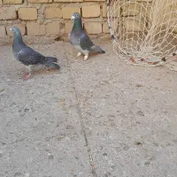 کبوتر پلاگی اصل ی بوم