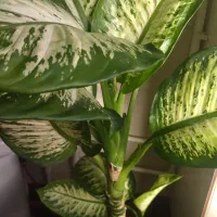 گل های آپارتمانی|گل و گیاه طبیعی|ممقان, |دیوار