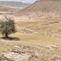 کاه کپه ای