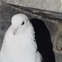 کبوترگمشده