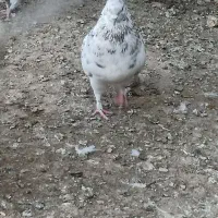 نر هفت رنگ|پرنده|هیرمند, |دیوار