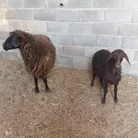 میش چاق وبره ماده