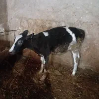 گاو و گوساله