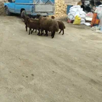 بره کشتاری از 25تا60کیلو فروش