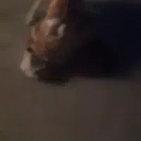 سگ پژدر|سگ|سامن, |دیوار